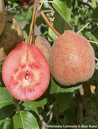 Pyrus communis 'SOMMERBLUT'