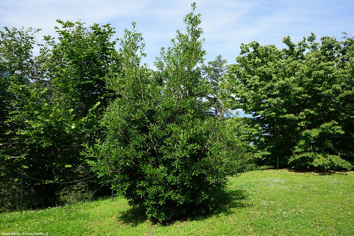 quercus ilex oleifolia