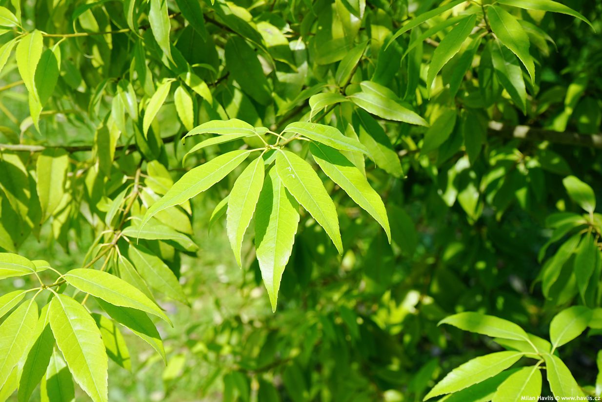 quercus myrsinifolia