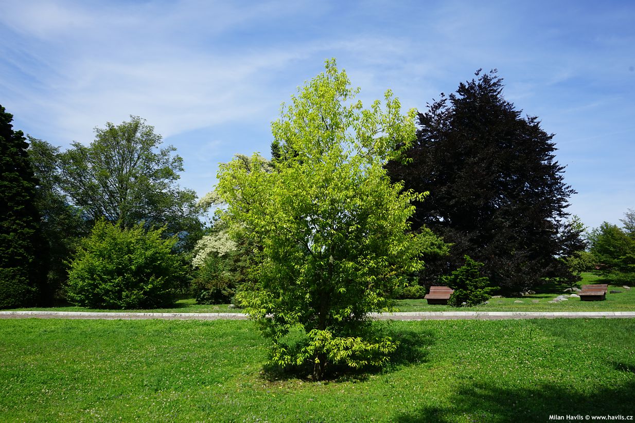 quercus myrsinifolia
