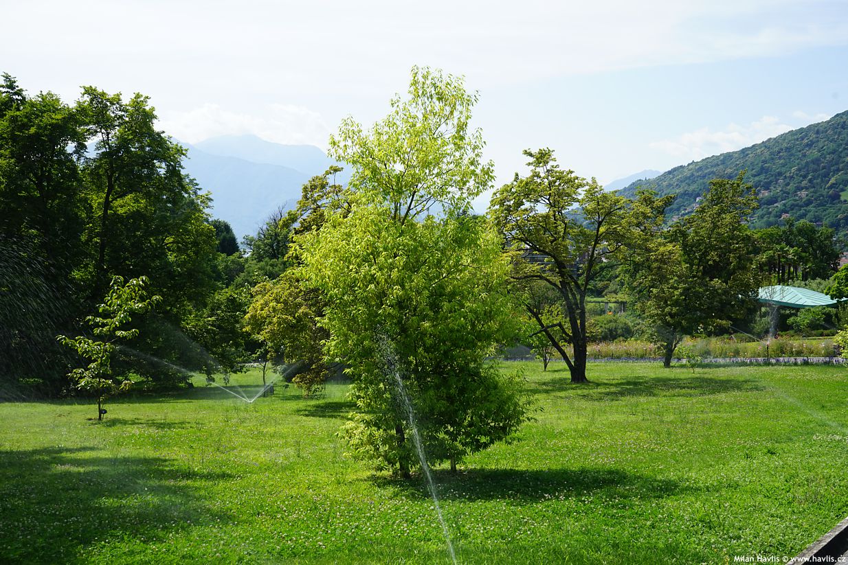 quercus myrsinifolia