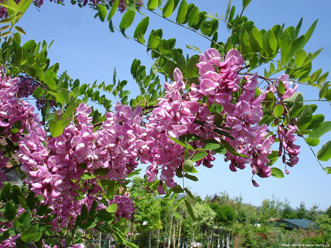 robinia x margaretta Casque Rouge