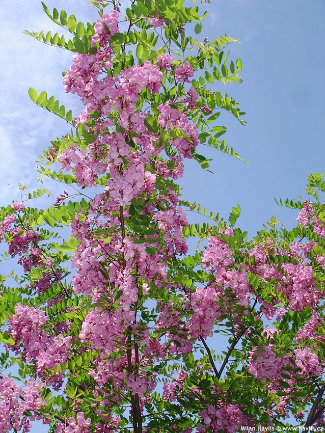 robinia x margaretta Casque Rouge