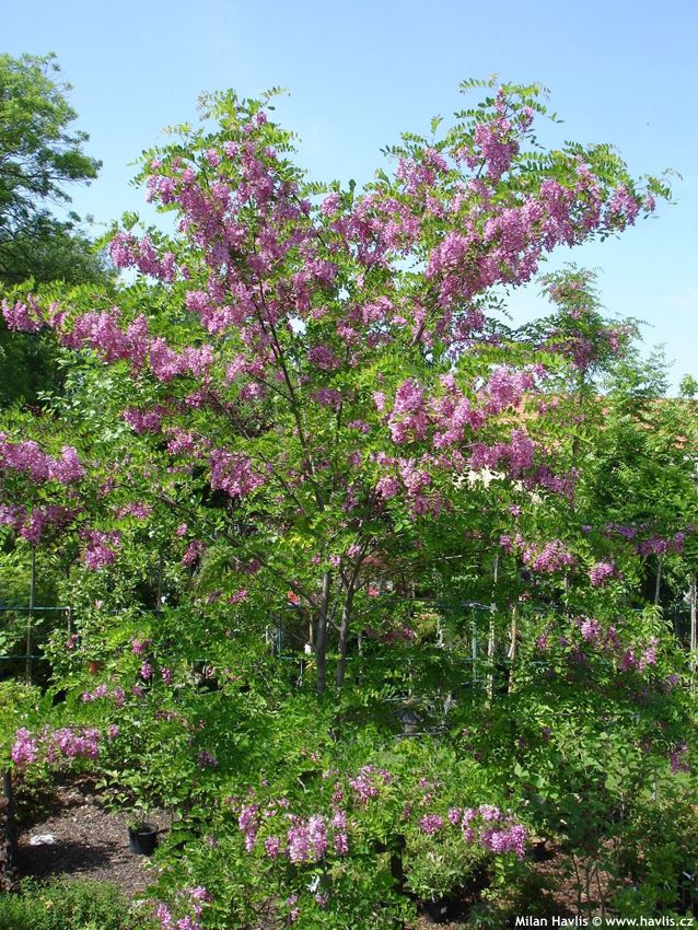 robinia x margaretta Casque Rouge