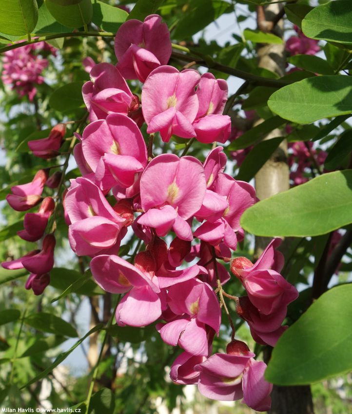 robinia x margaretta Casque Rouge