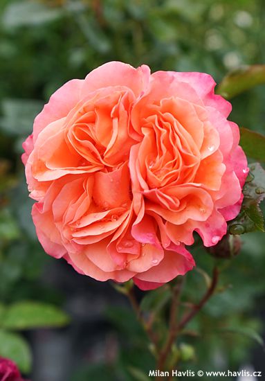 Rosa 'KORlions' CORAL LIONS ROSE