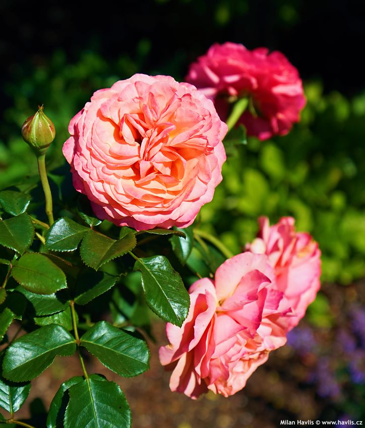 rosa Coral Lions Rose 2026 (7).jpg