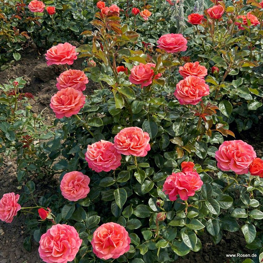 rosa Coral Lions Rose KORDES 1.jpg