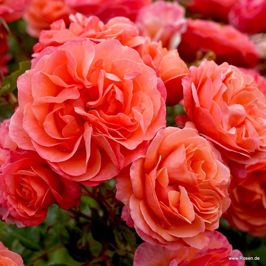 rosa Coral Lions Rose KORDES 2.jpg