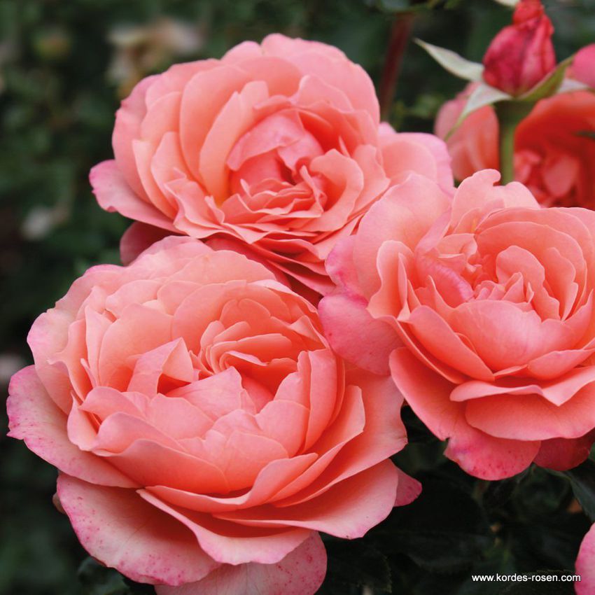 rosa Coral Lions Rose KORDES 3.jpg