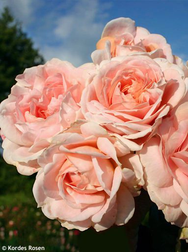 Rosa 'Korploban' CREMOSA