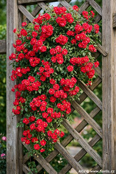 Rosa 'Korsilu 06' CRIMSON SILUETTA