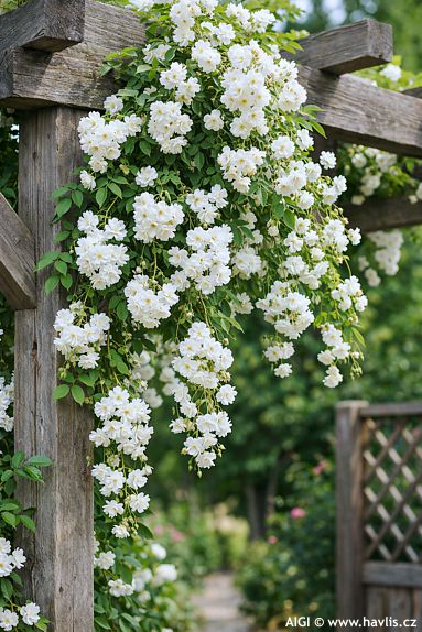 Rosa 'Lenalbi' GUIRLANDE D'AMOUR