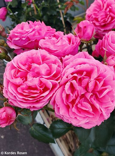 Rosa 'KORfloci23' MOIN MOIN� (�Pink Flower Circus�)