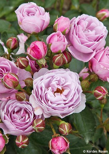 Rosa 'Korcharblo' NAUTICA