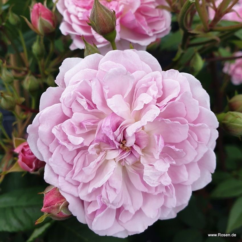rosa Romantic Siluetta KOR 1.jpg