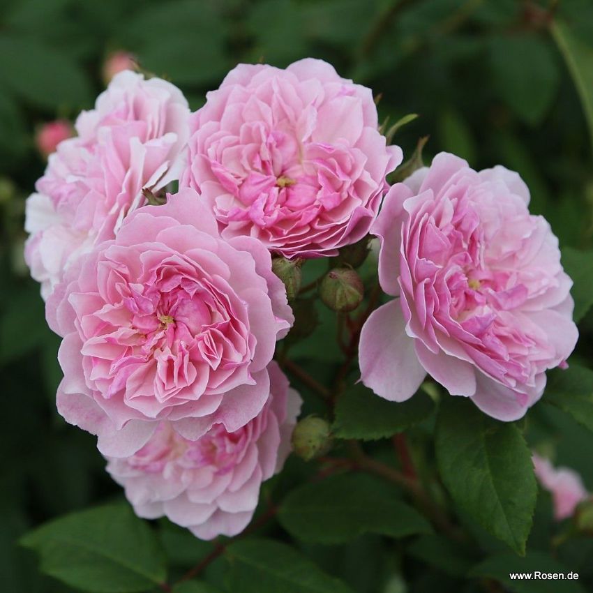 rosa Romantic Siluetta KOR 2.jpg