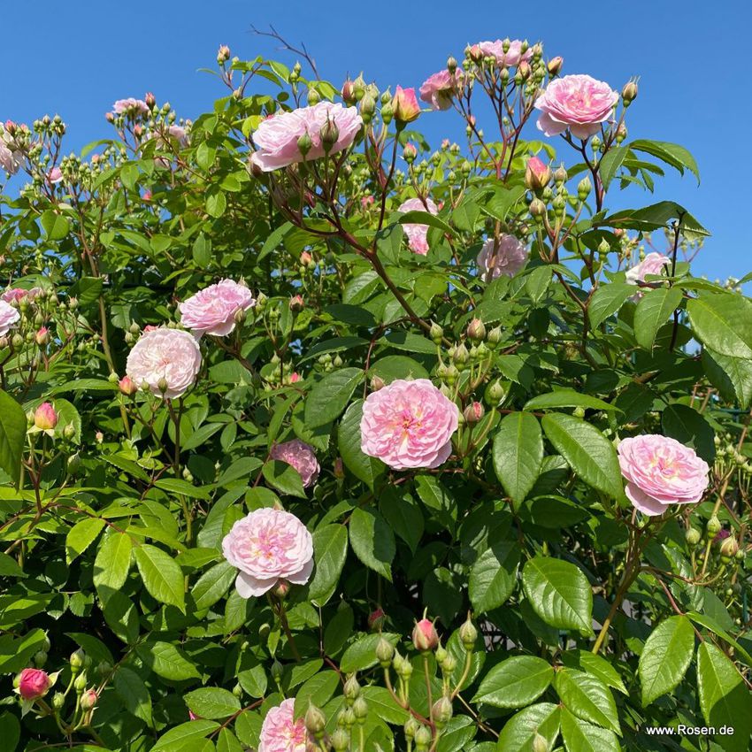 rosa Romantic Siluetta KOR 3.jpg