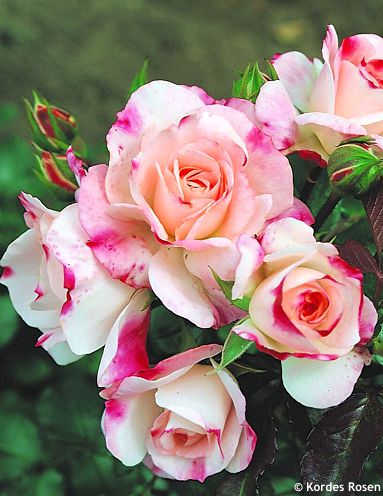 Rosa 'KORcoptru' ROSENSTADT FREISING