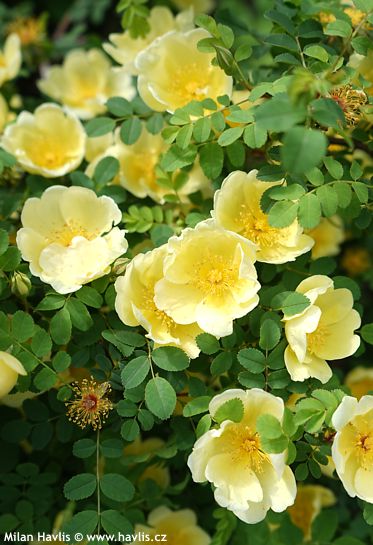 Rosa hugonis 