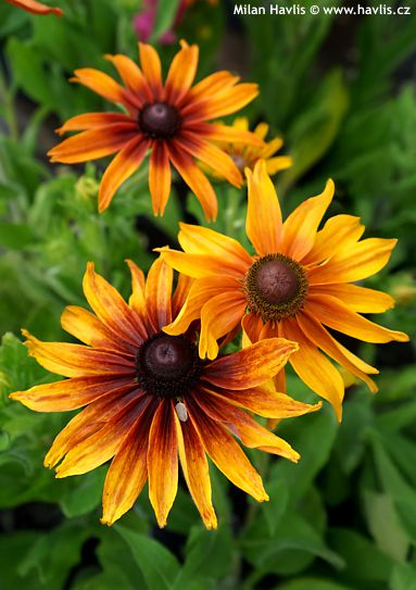Rudbeckia hirta 'CAPPUCINO'