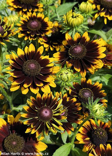 Rudbeckia hirta 'RUDY MINI YELLOW BLACK'