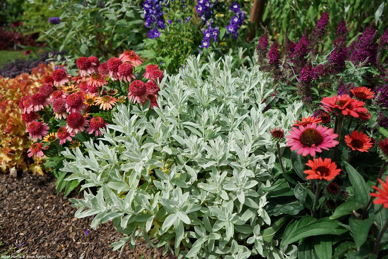 salix candida Iceberg Alley