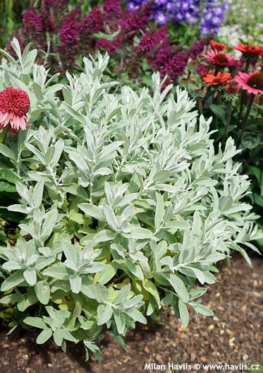 Salix candida 'Jefberg' ICEBERG ALLEY