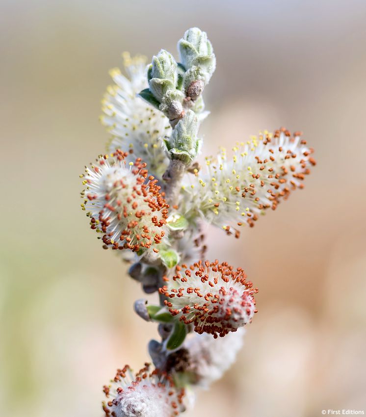 salix candida Iceberg Alley
