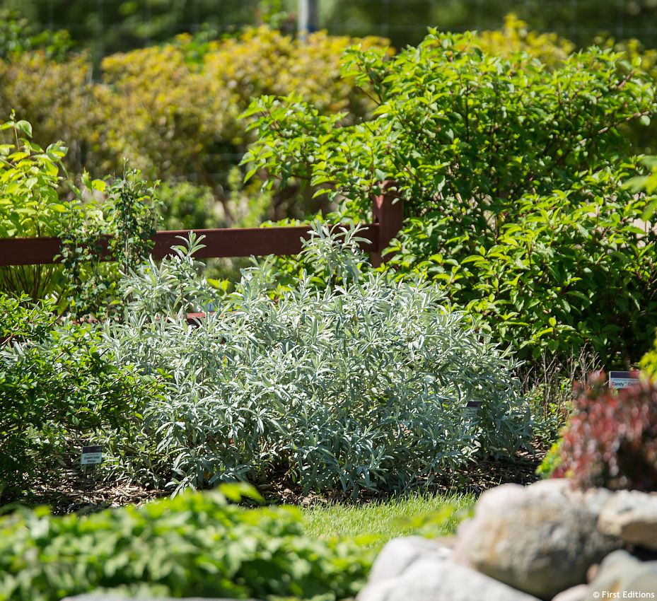 salix candida Iceberg Alley