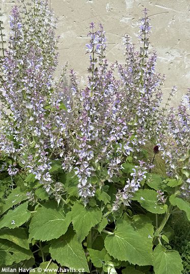 Salvia sclarea