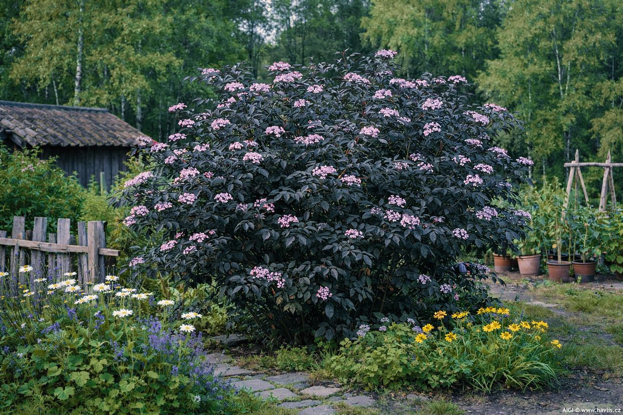 sambucus nigra Black Beauty 2026 AIGI 1.jpg