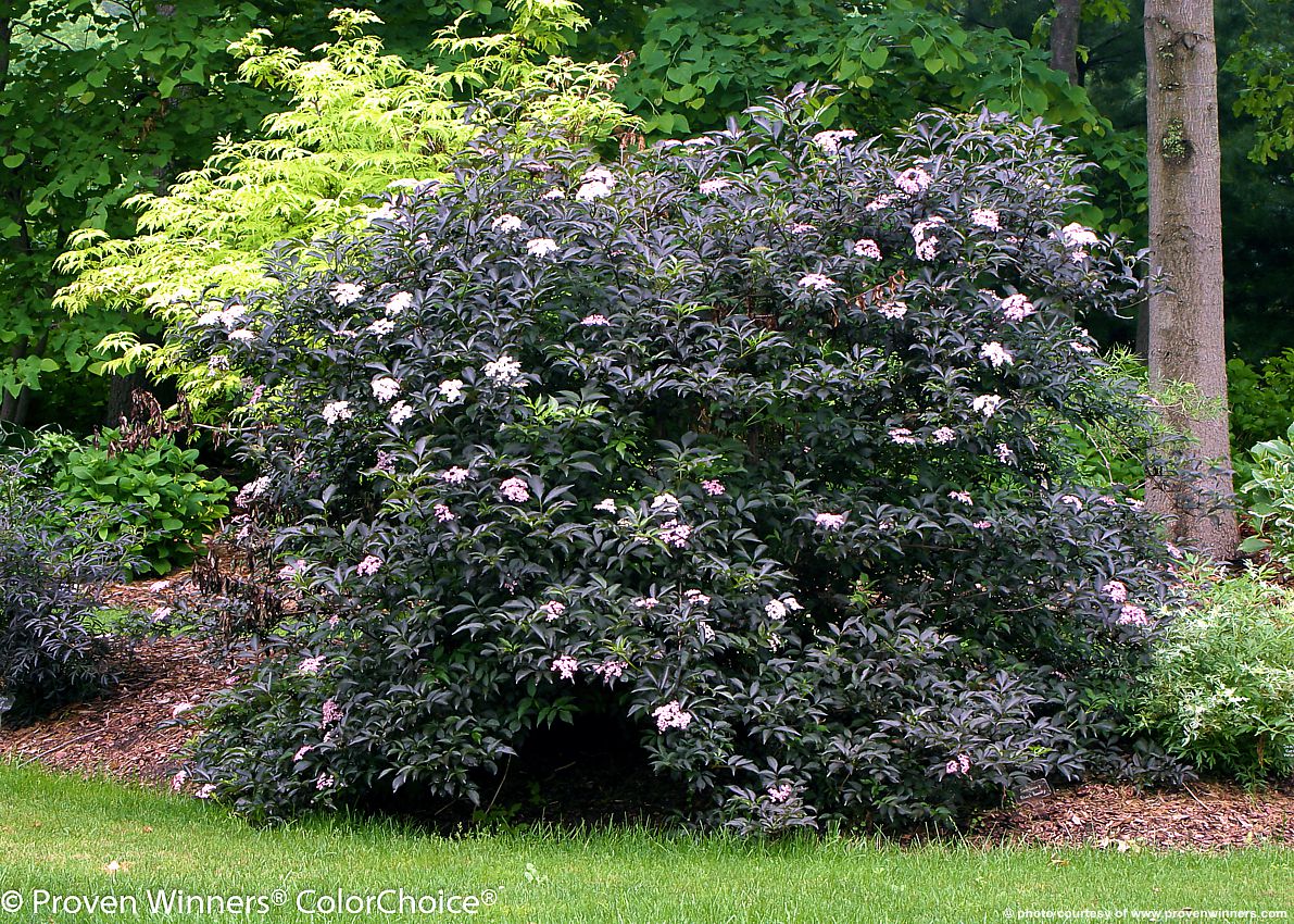 sambucus nigra Black Beauty PW 1.jpg
