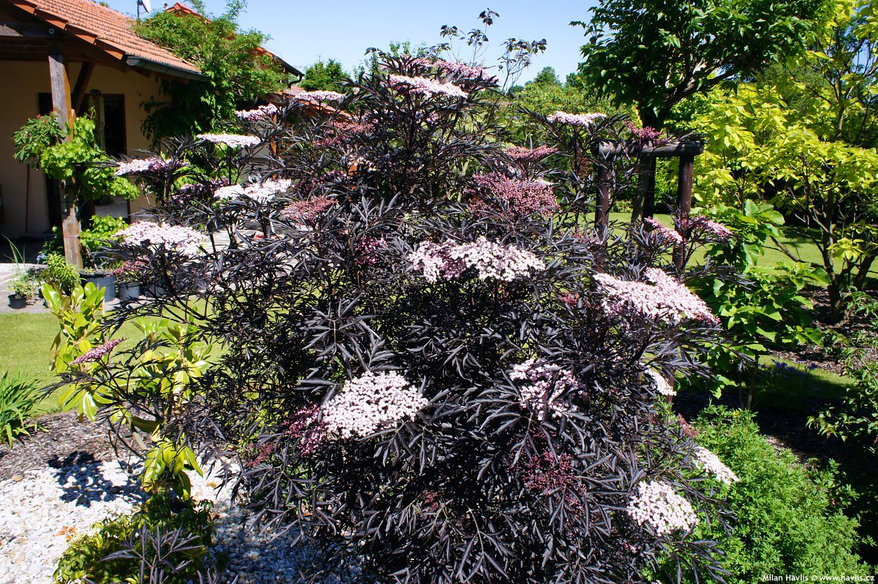 sambucus nigra Black Lace