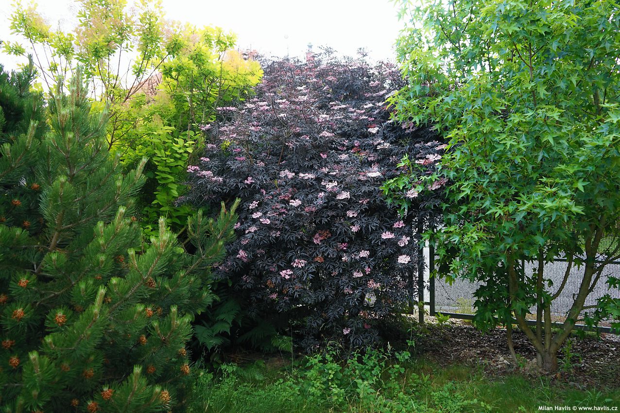 sambucus nigra Black Lace