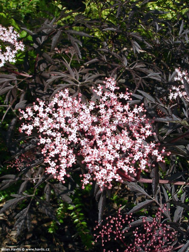 sambucus nigra Black Lace