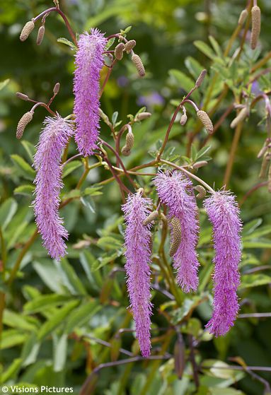 Sanguisorba hakusanensis 'LILAC SQUIRREL'