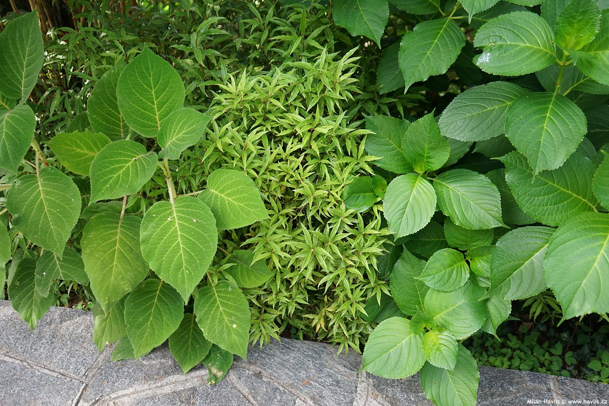 sarcococca hookeriana