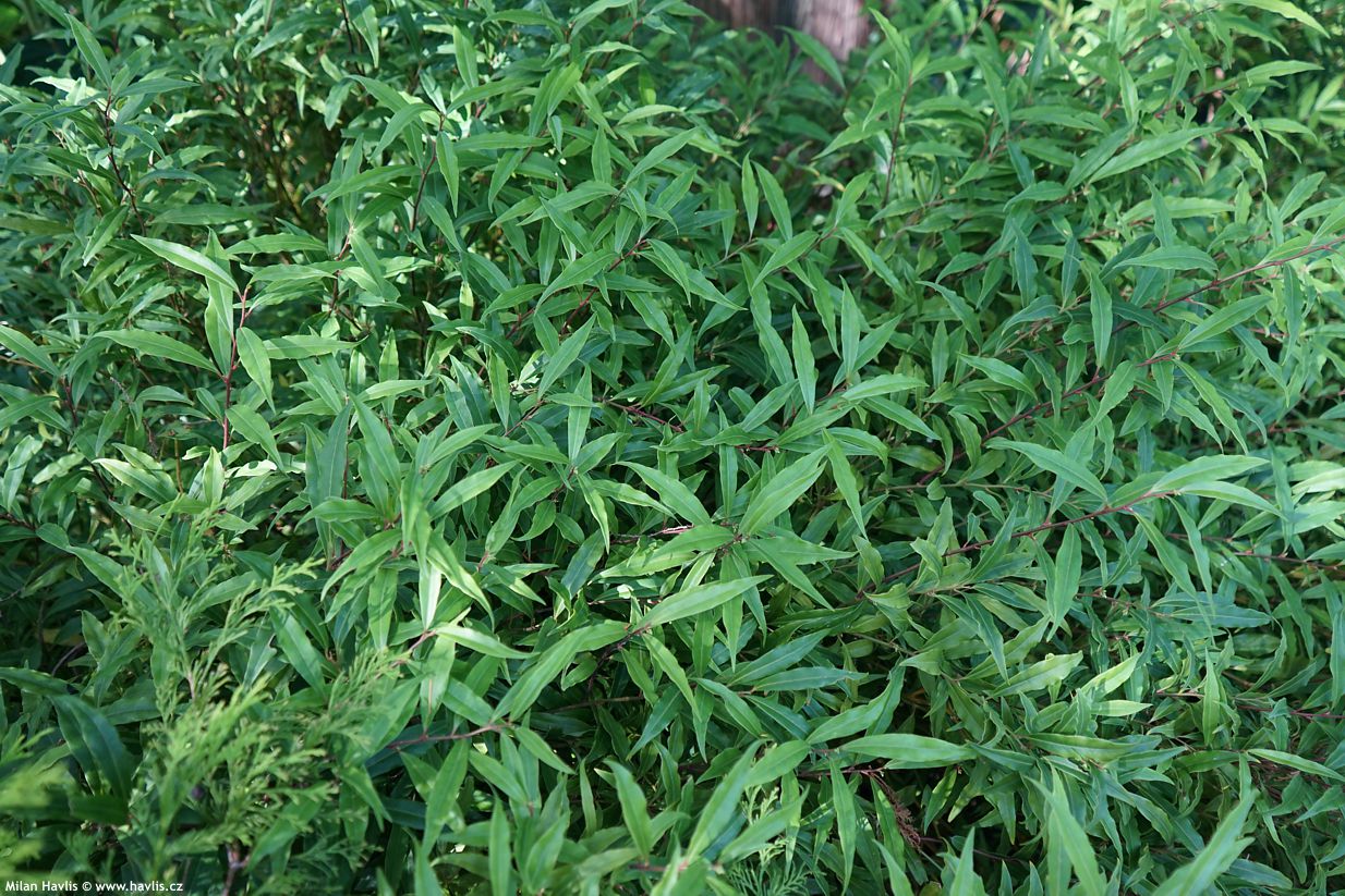 sarcococca hookeriana