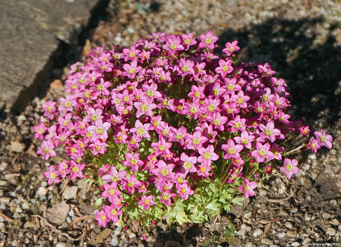 saxifraga Touran Pink
