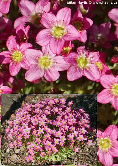 Saxifraga 'Saxz0011' TOURAN� PINK