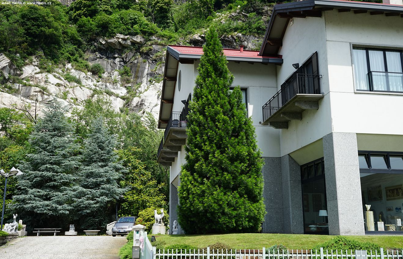 sciadopitys verticillata