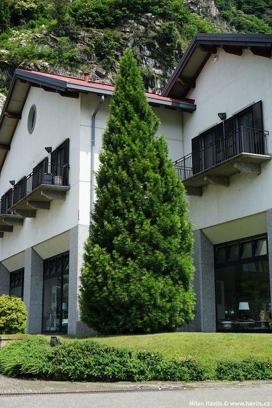 sciadopitys verticillata