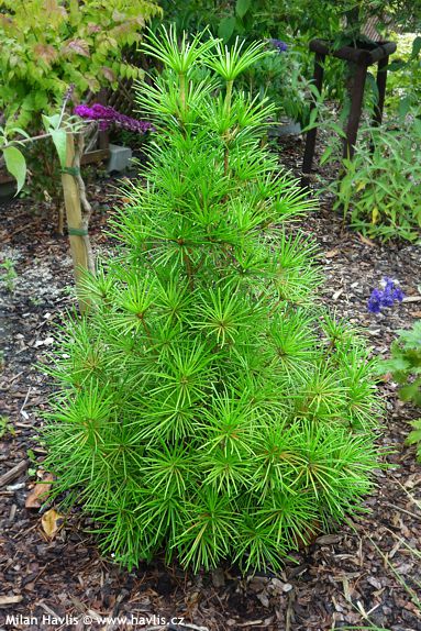 Sciadopitys verticillata 'BEAUTY GREEN'