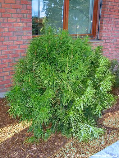 Sciadopitys verticillata 'COMPACTA'
