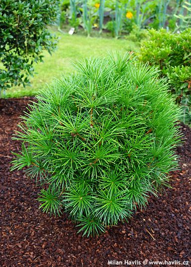 Sciadopitys verticillata 'GR�NE KUGEL' (GREEN BULLET)