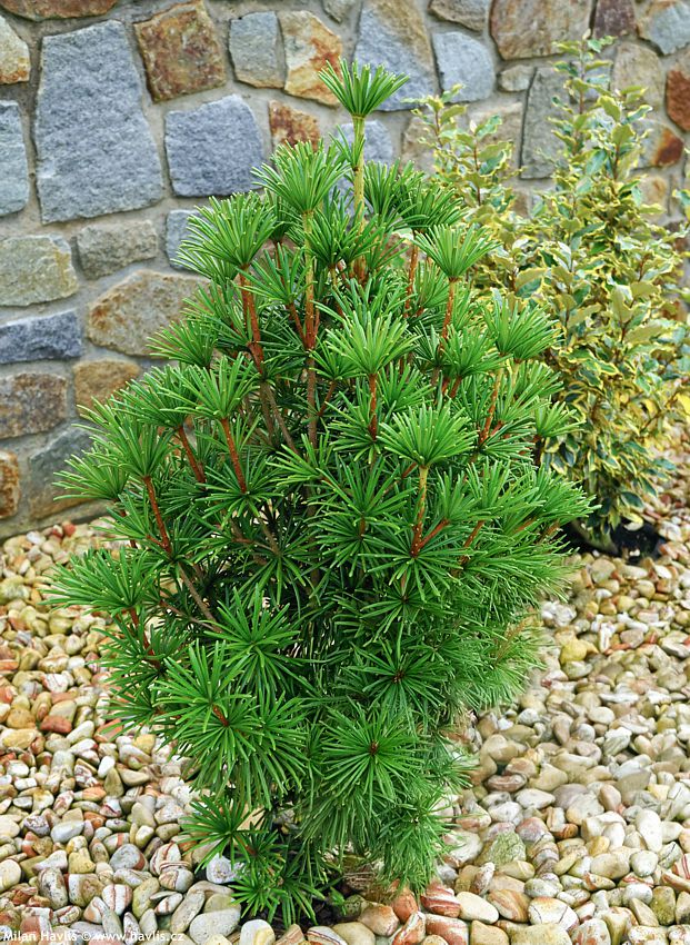 sciadopitys verticillata Sterschnuppe