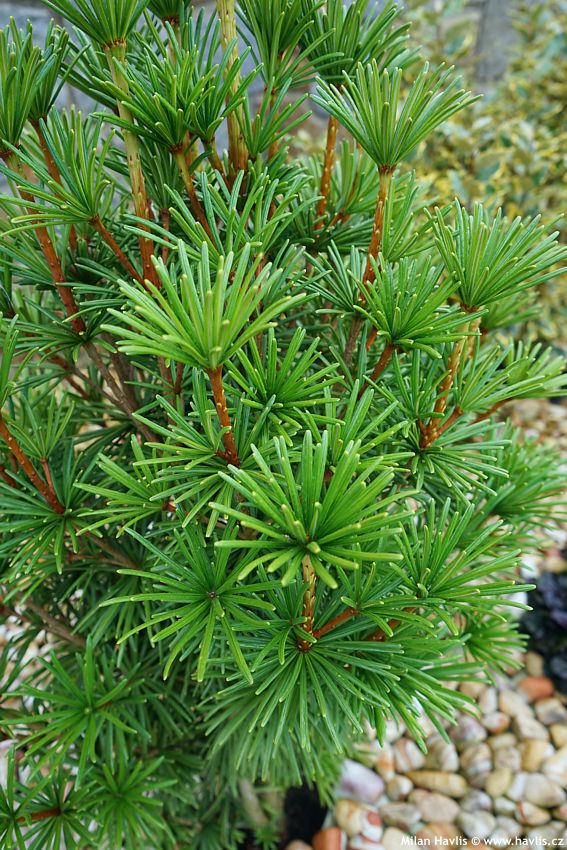 sciadopitys verticillata Sterschnuppe