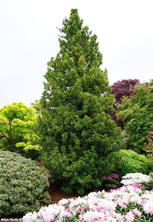 sciadopitys verticillata Sterschnuppe