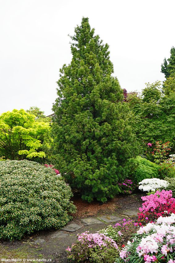 sciadopitys verticillata Sterschnuppe